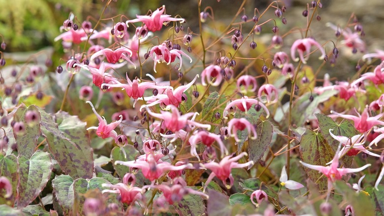 close up of barrenwort blooms