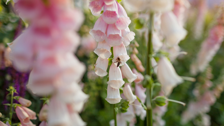 A bee climbing in a beardtongue bloom in a bed of beardtongue spikes