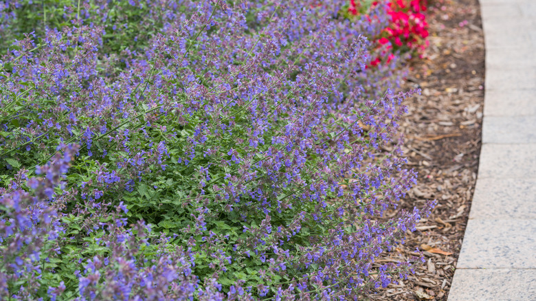 a bed of catmint flowers on a garden path