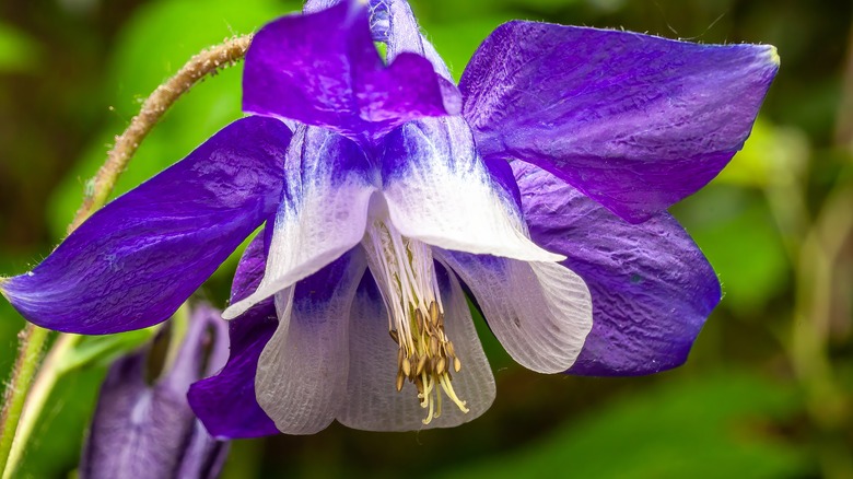 close up view of a purple columbine bloom