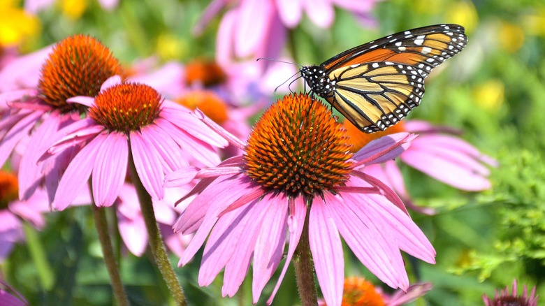 A monarch butterfly on a coneflower bloom with other blooms in the background
