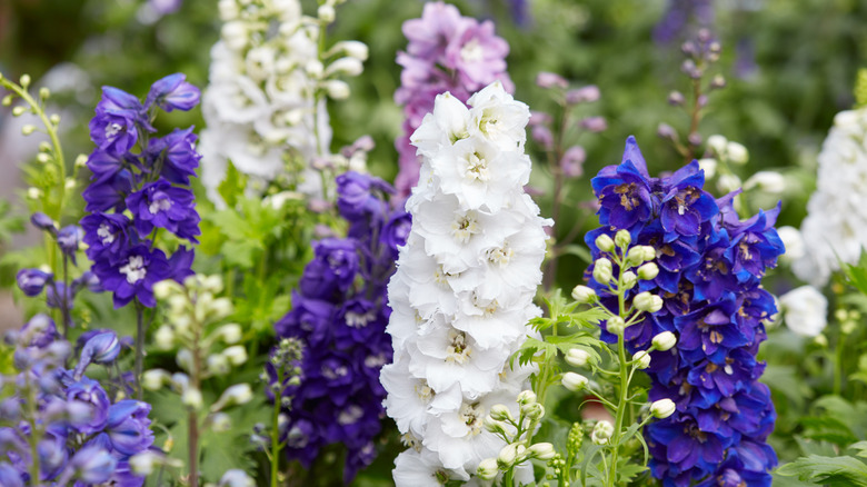 Purlple, blue, and white delphinium spikes in full bloom