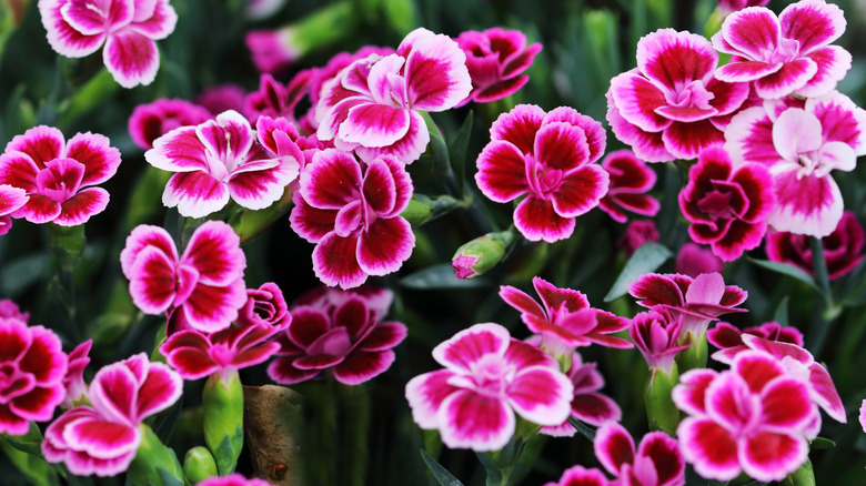 Close up of deep pink and white Dianthus blooms with dark green foliage