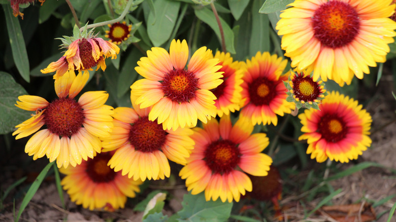 Gaillardia blooms close to the ground with long green leaves in the background
