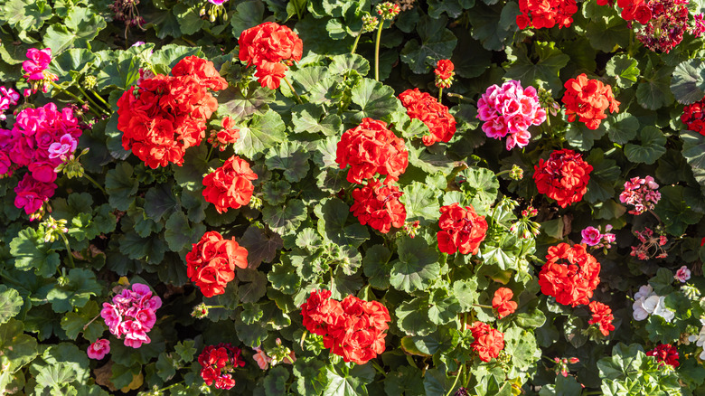 Red and pink geraniums growing in clusters on a bushe with green foliage