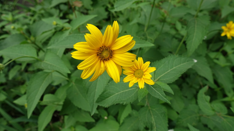 Two Heliopsis blooms in front of green foliage