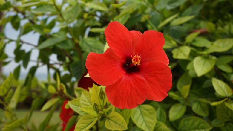 A single red hibiscus bloom on a shrub with light green leaves