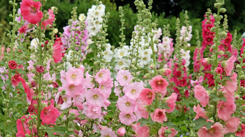 pink and white hollyhock blooms on tall spikes in a flower bed