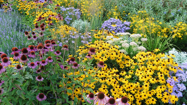 Flower bed with different varieties of purple, yellow, white, and blue flowers