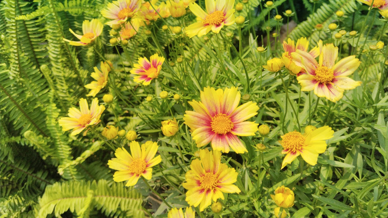 flower bed of largeflower tickseed blooms and light green foliage