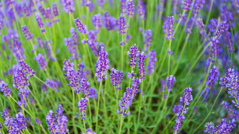 close up of lavender blooms with purple blooms out of focus in the background