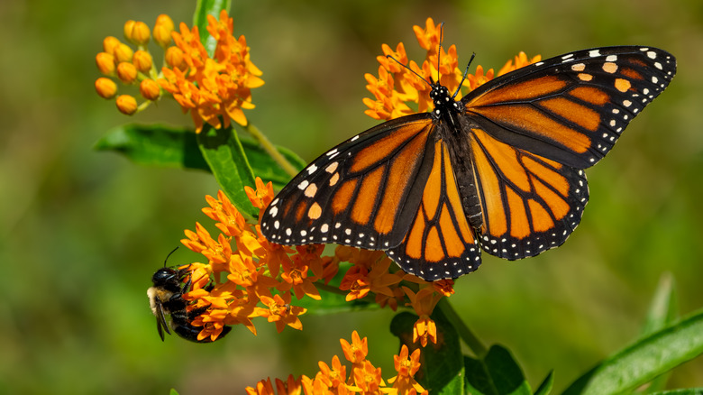 a monarch butterfly and a bee getting nectar from milkweed flowers