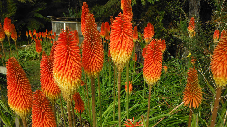 a flower bed of tall, mature red hot poker blooms