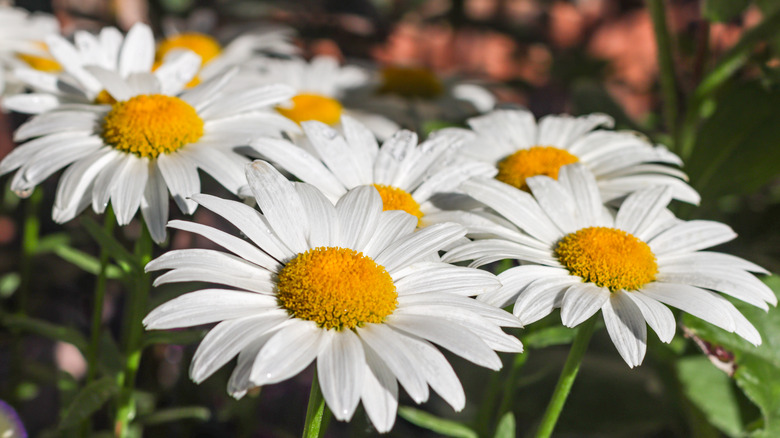 close up of white shasta daisy blooms in a flower bed