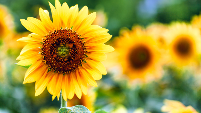 close up of a sunflower bloom with other blooms out of focus in the background