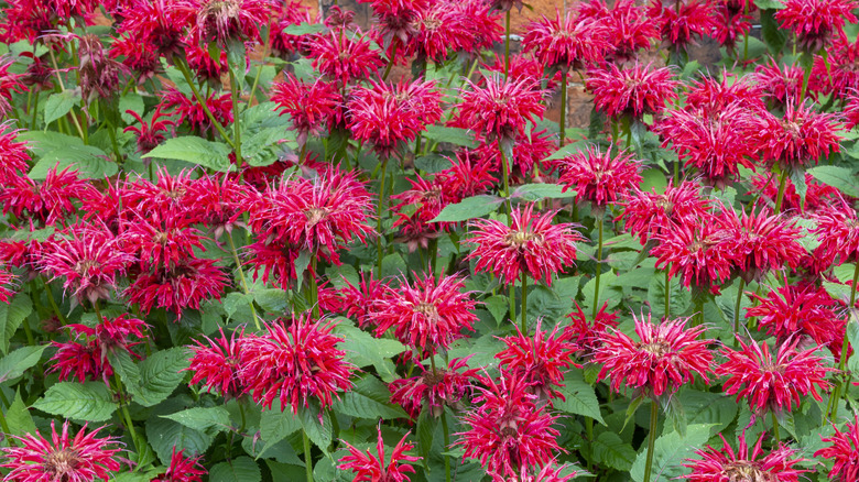 Cluster of scarlet bee balm blooms with bright green foliage
