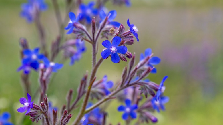Cluster of bright blue italian bugloss blooms with a green background