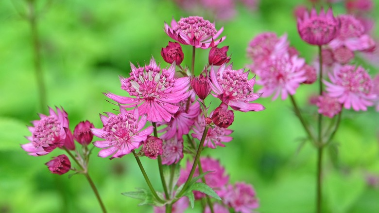 two clusters of bright pink masterwort blooms with a green background