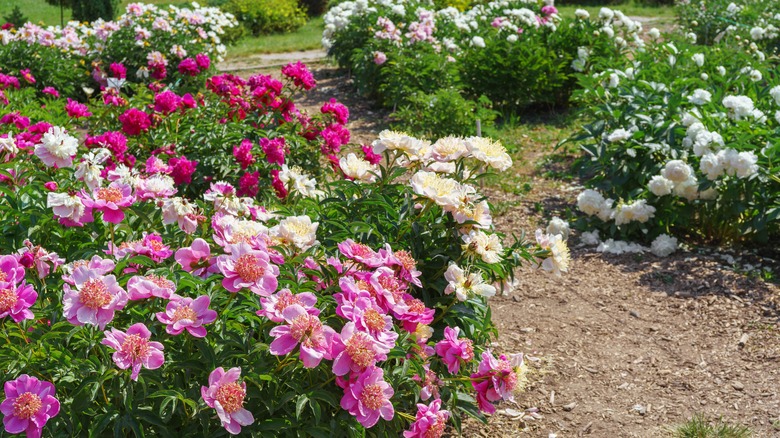 rose garden with four bushes on the left with light pink, white, dark pink, and light pink roses and three bushes on the right with white, light pink, and white roses.