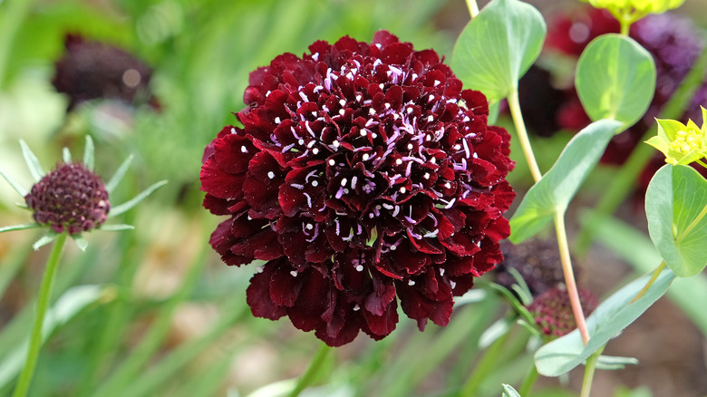 Dark red scabiosa bloom in the center with smaller blooms and foliage out of focus in the background