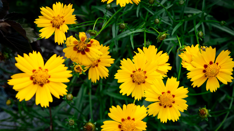 cluster of bright yellow tickseed blooms with long stems and green foliage