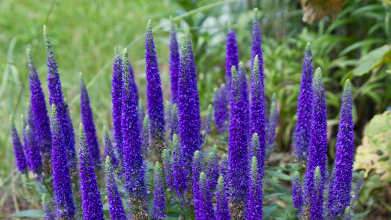 flower bed with a large cluster of veronica flower spikes in front of foliage