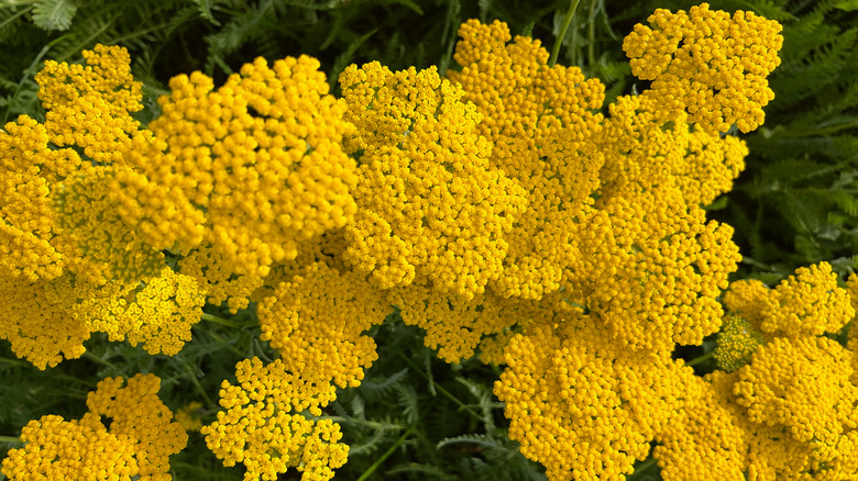 top down view of yellow yarrow flower clusters in front of foliage
