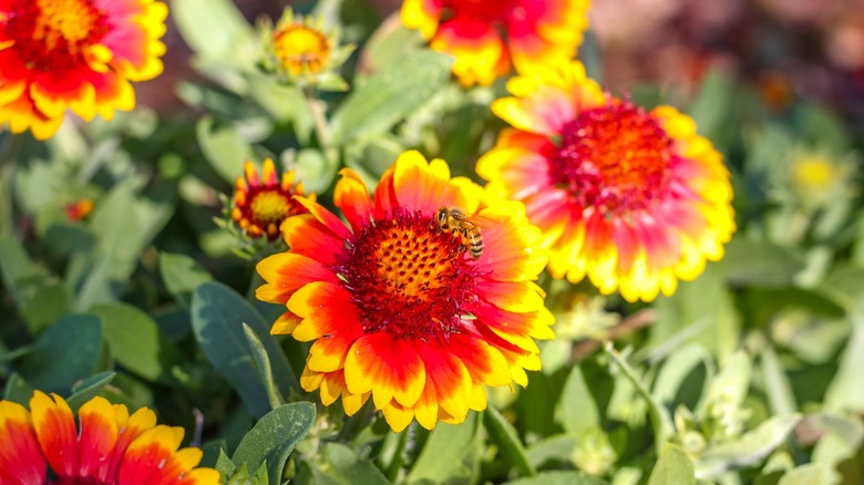 a bee drinking nectar from a blanket flower surrounded by four other blooms and two buds