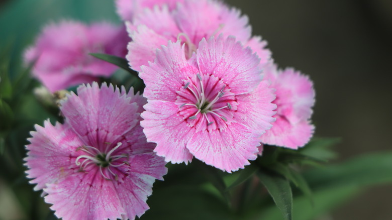 close up of a bunch of cheddar pink blooms with foliage in the background.