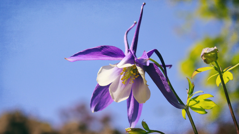 A single columbine bloom with a bud next to it and sky in the background