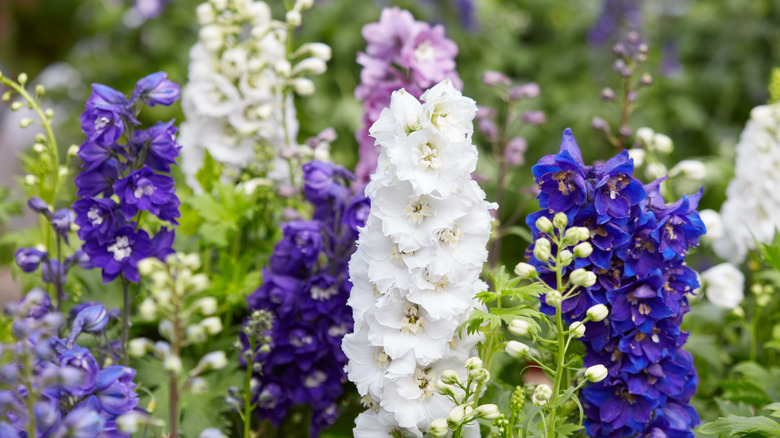 flower bed with white and purpler delphinium clusters