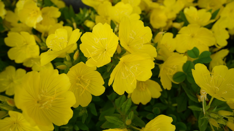 cluster of yellow evening primrose infront of dark green foliage