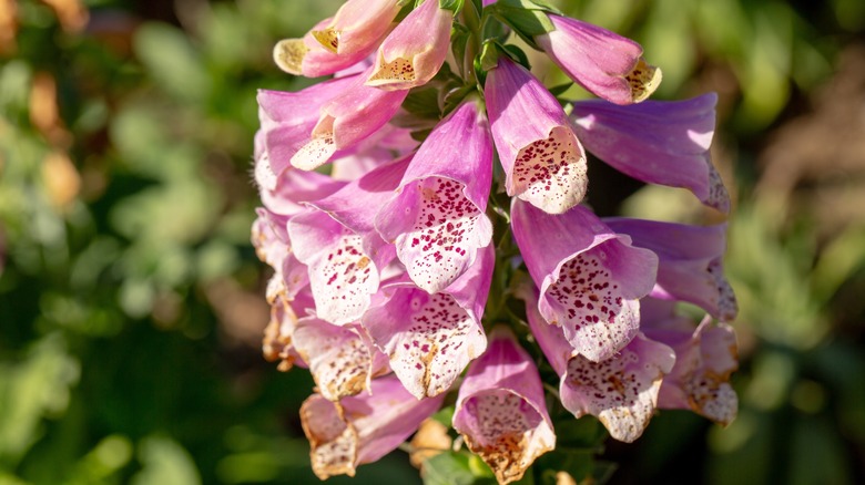 cluster of pink foxglove blooms that are starting to turn brown