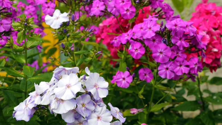flower bed of white, purple, and red clusters of garden phlox