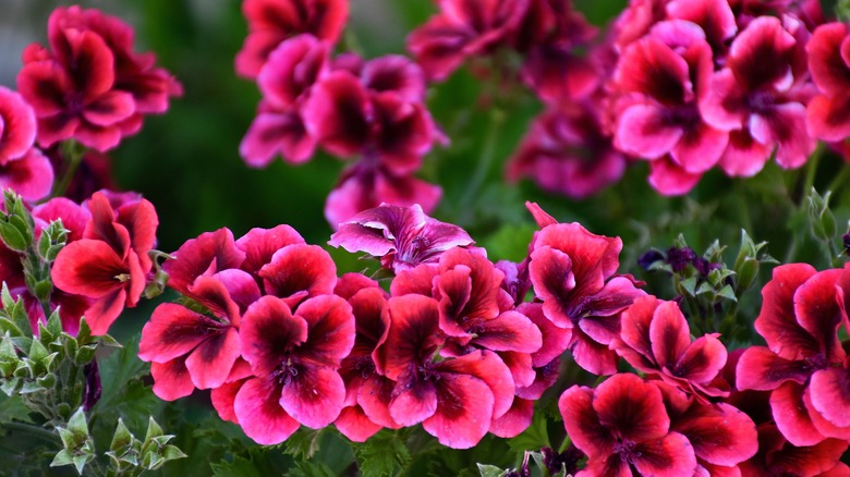 flower bed of vibrant red geranums with dark red centers and dark green foliage