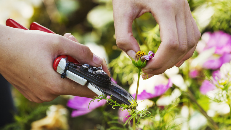 A gardener cutting a spent bloom off the top of a plant
