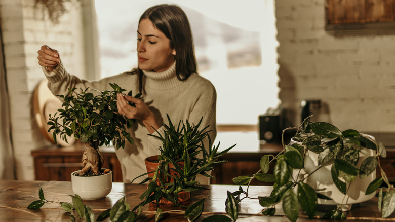 A woman taking care of several potted plants on her kitchen counter