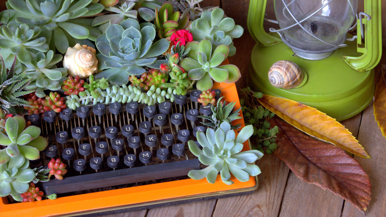 typewriter filled with succulents