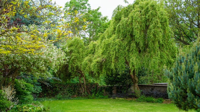 Large willow tree with impressive canopy in a yard