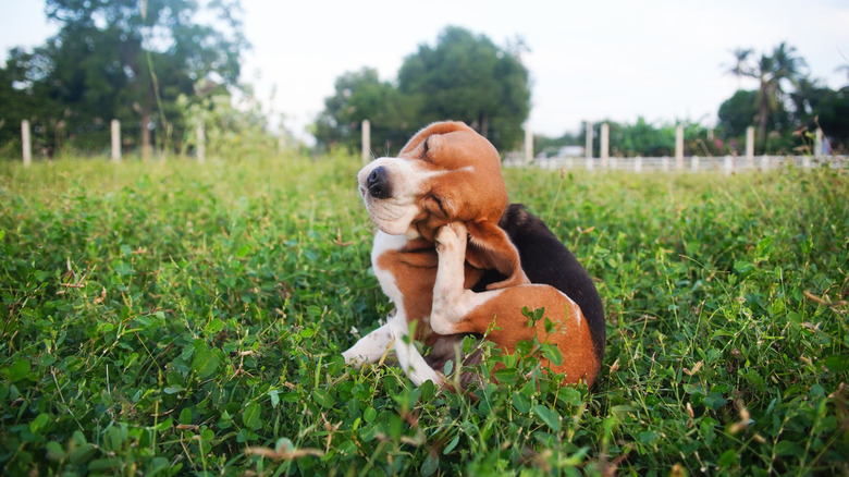 Dog scratching itself because of fleas