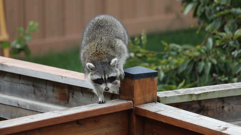 Raccoon strolling along the top of a fence in a yard