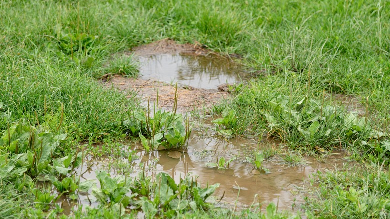 Puddle of standing water in a yard