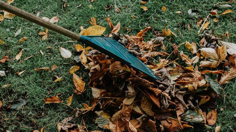 Green rake used to collect dead fallen leaves in yard