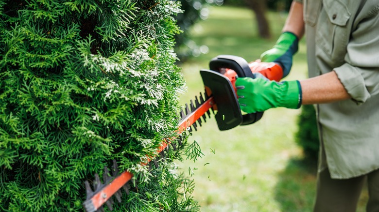 Person trimming a large brush in the yard while wearing green gloves and an olive shirt