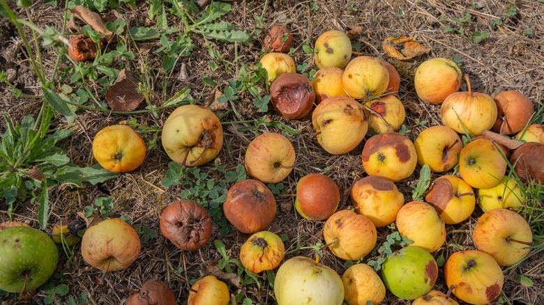 Apples, some noticeably rotting, on the ground