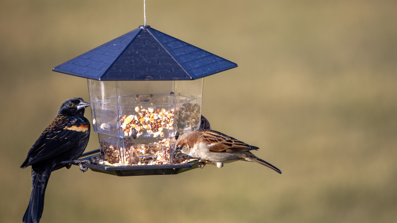A blackbird and a sparrow eat seed at a bird feeder