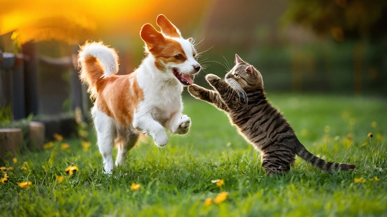 Small white and orange dog playing with striped brown cat in the yard