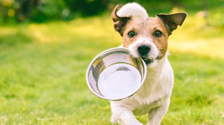 Jack Russell Terrier holds an empty metal food bowl while outside