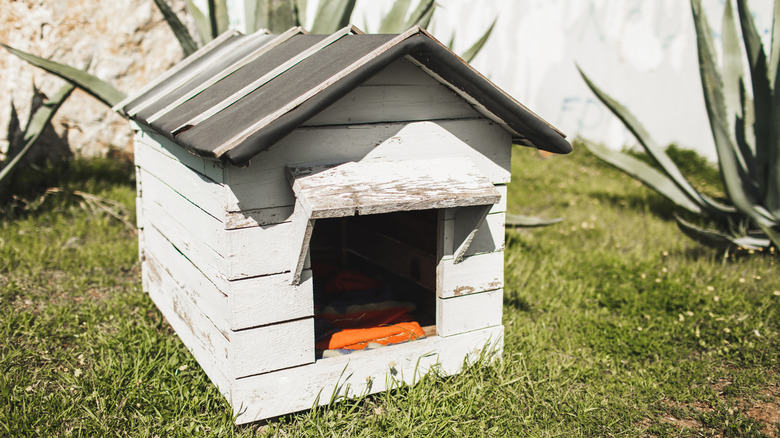White-washed dog house with orange blanket in a yard