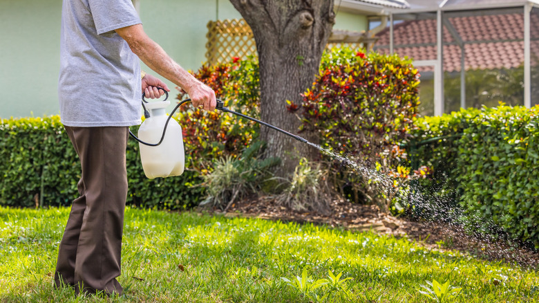 Person spreading weed killer in yard